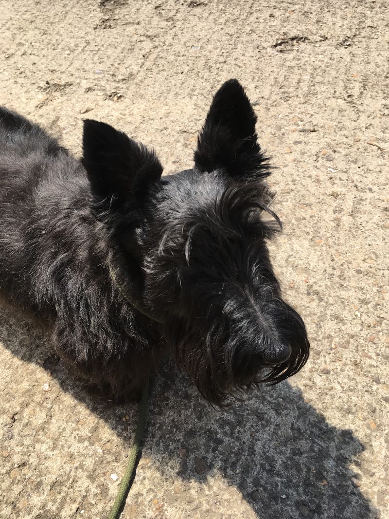 Two black Scottish terrier-type dogs on a lead on sunlit pavement