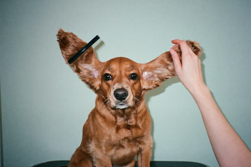 A spaniel having its ears combed on the grooming table