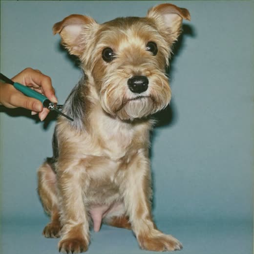 A terrier having its coat clipped
