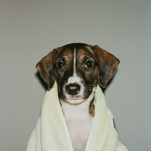 A towel-wrapped puppy after a wash